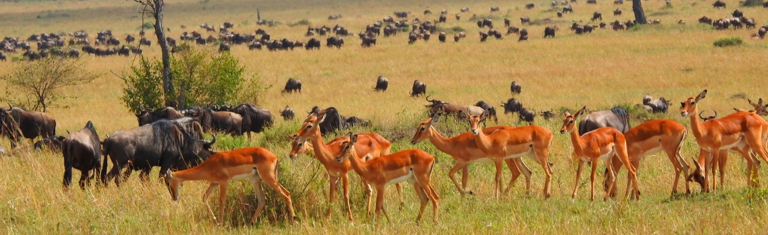 About Balo African Safaris